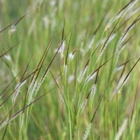 Heteropogon